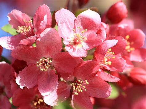 Blumen in der Nähe .